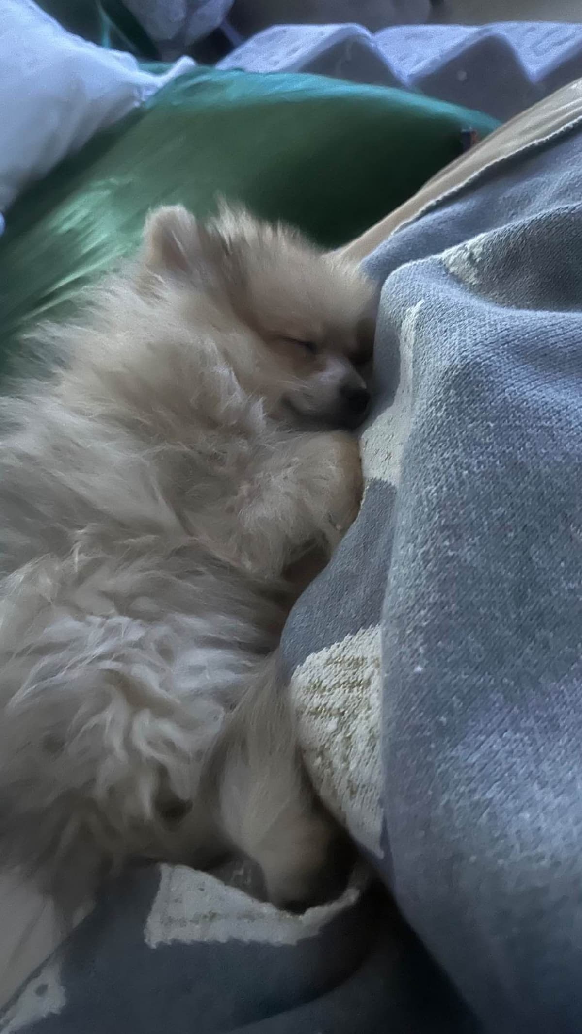 Pomeranian Puppies breeder image 4