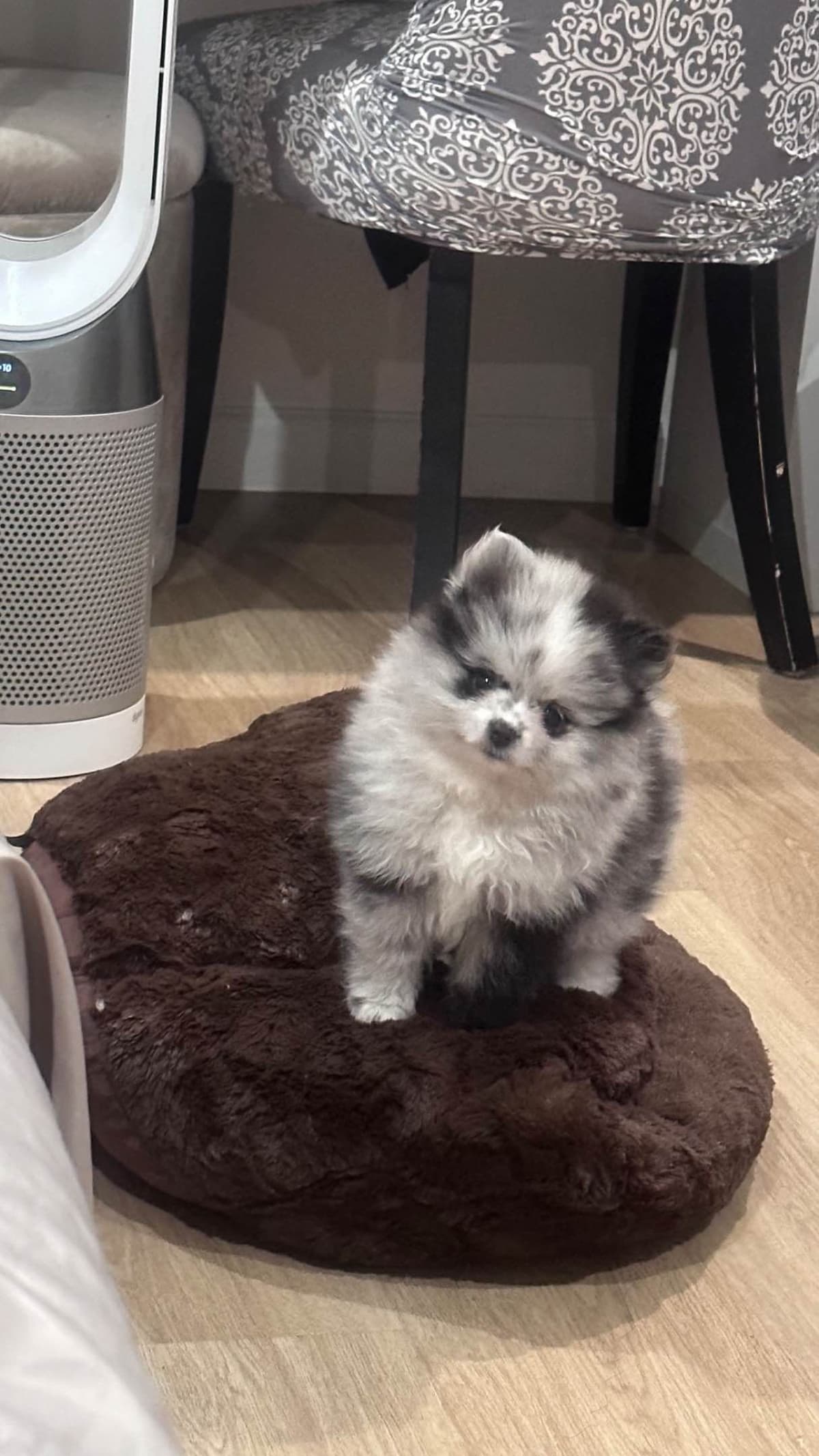 Pomeranian Puppies breeder image 5