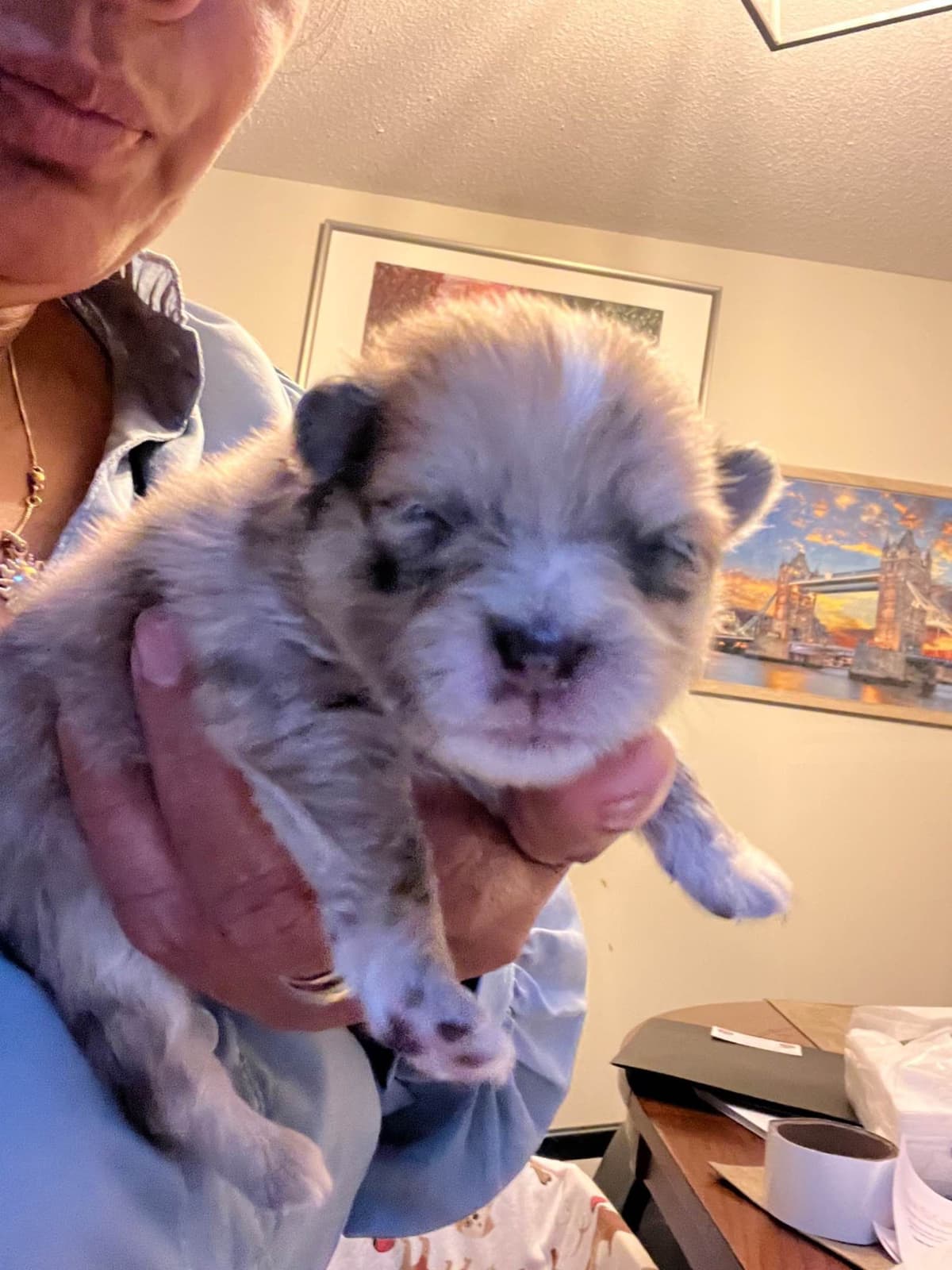 Pomeranian Puppies breeder image 6