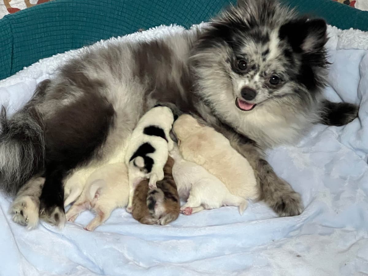 Pomeranian Puppies breeder image 7