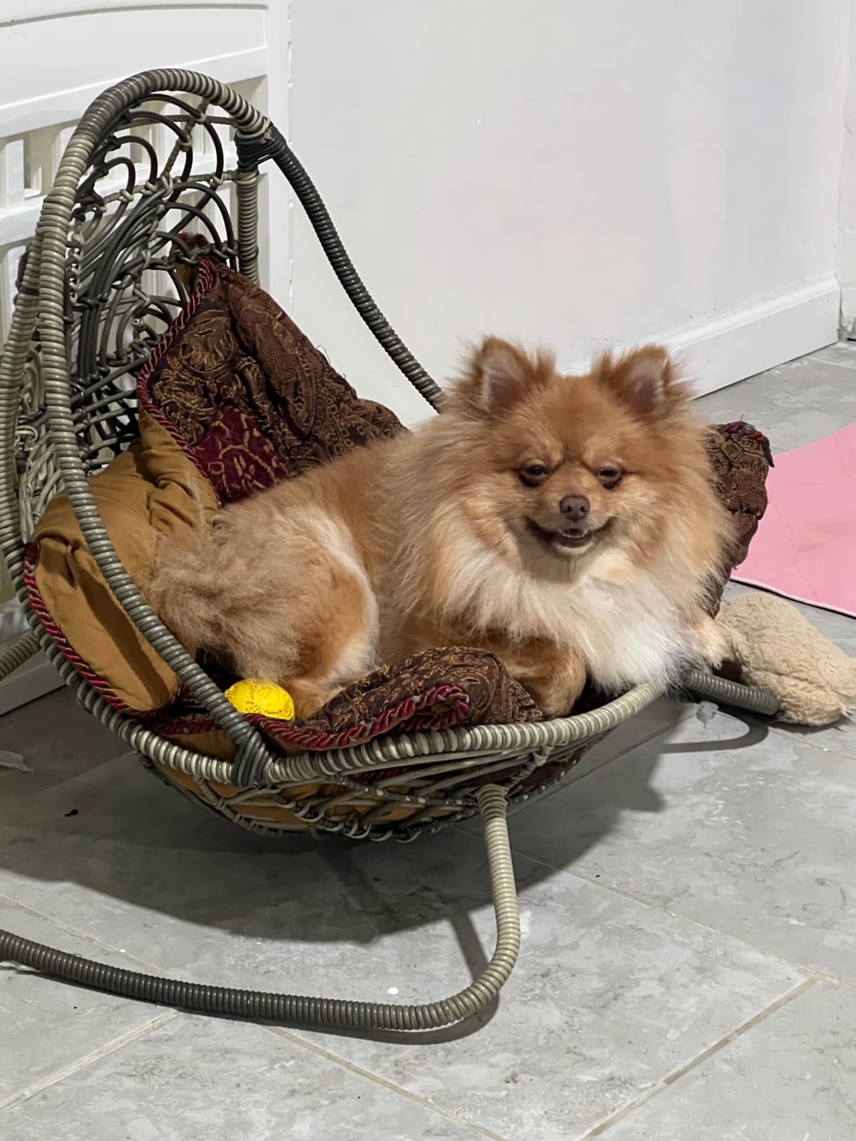 Pomeranian Puppies breeder image 2