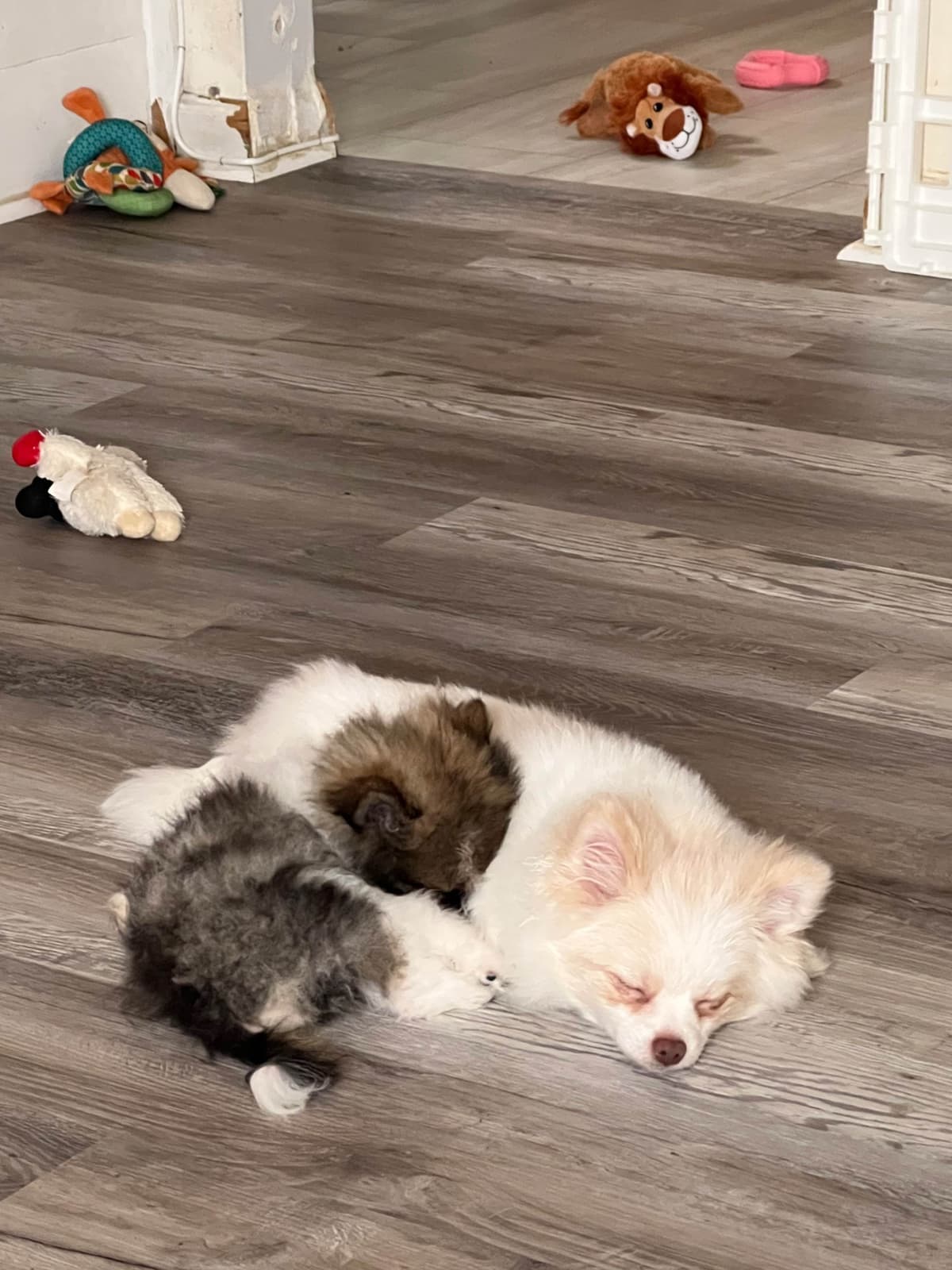 Pomeranian Puppies breeder image 8
