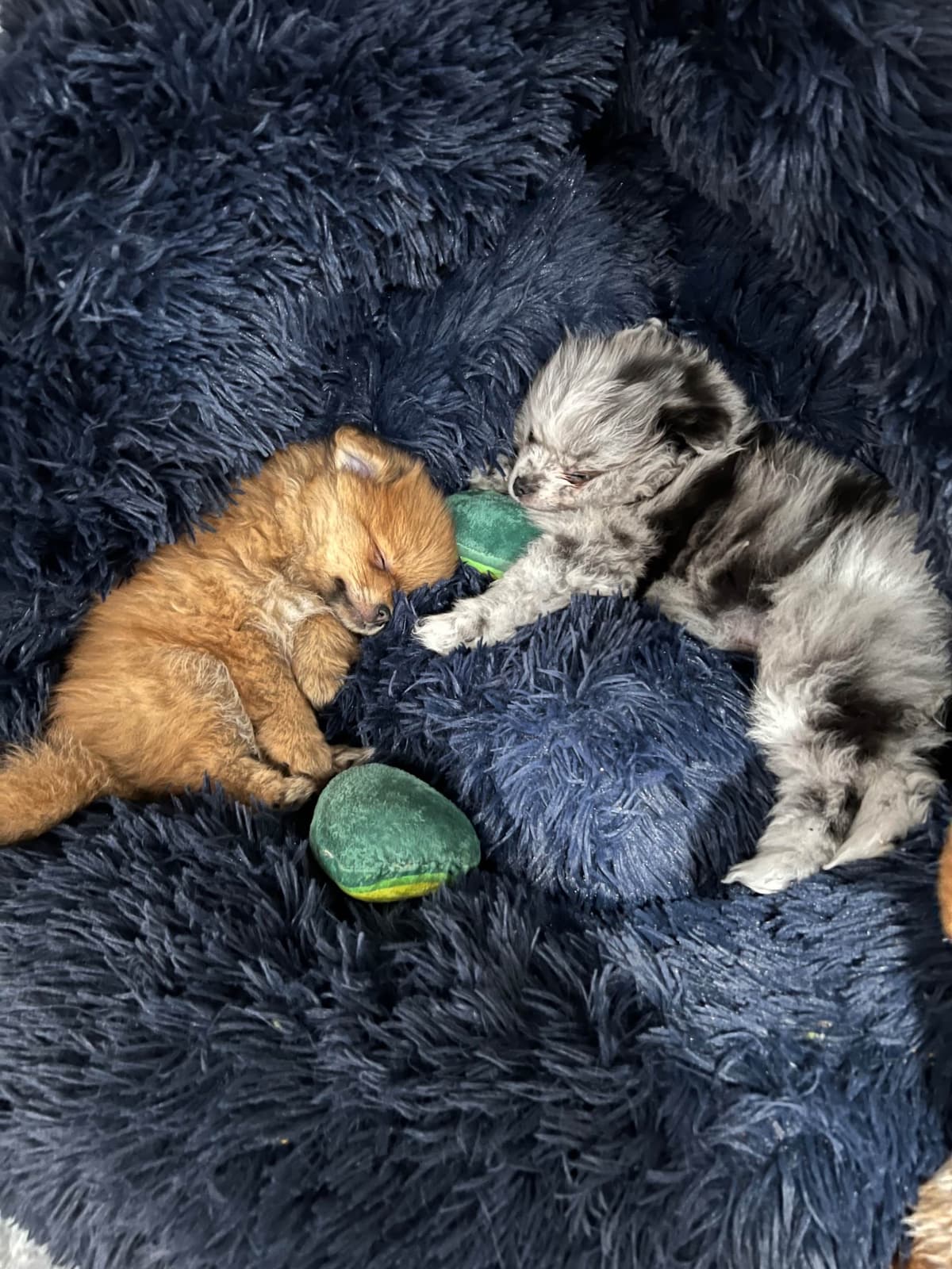 Pomeranian Puppies breeder image 10