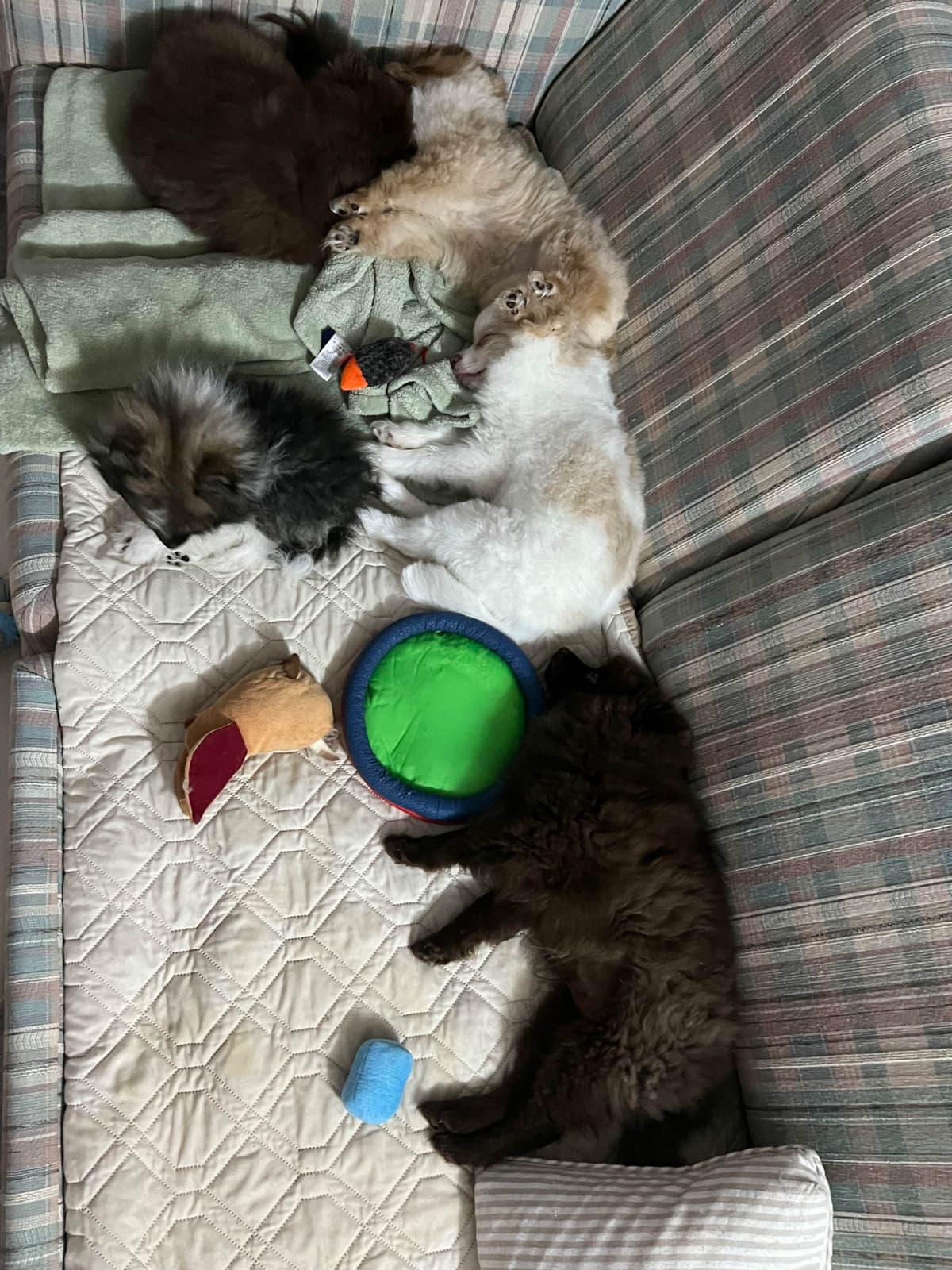 Pomeranian Puppies breeder image 9