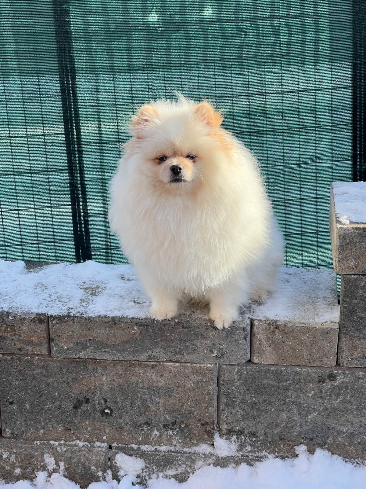 Pomeranian Puppies breeder image 11