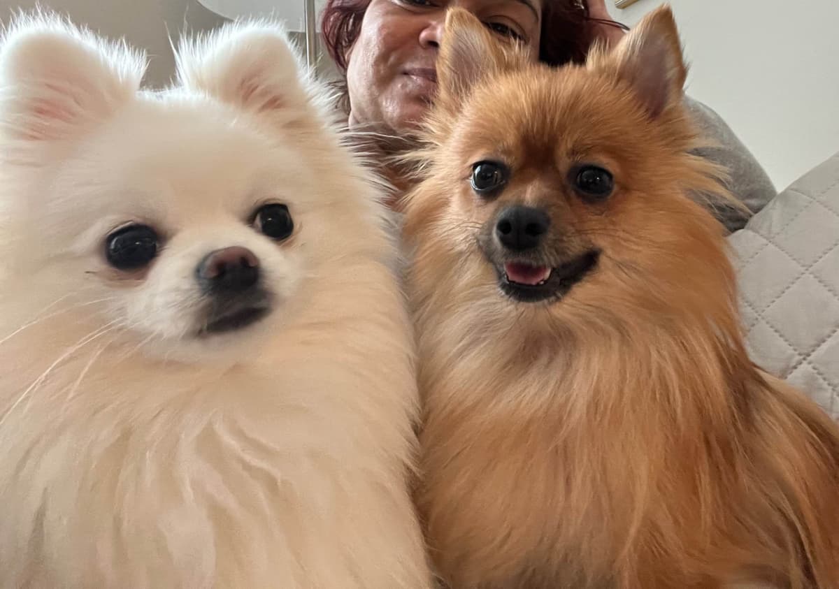Pomeranian Puppies breeder image 13