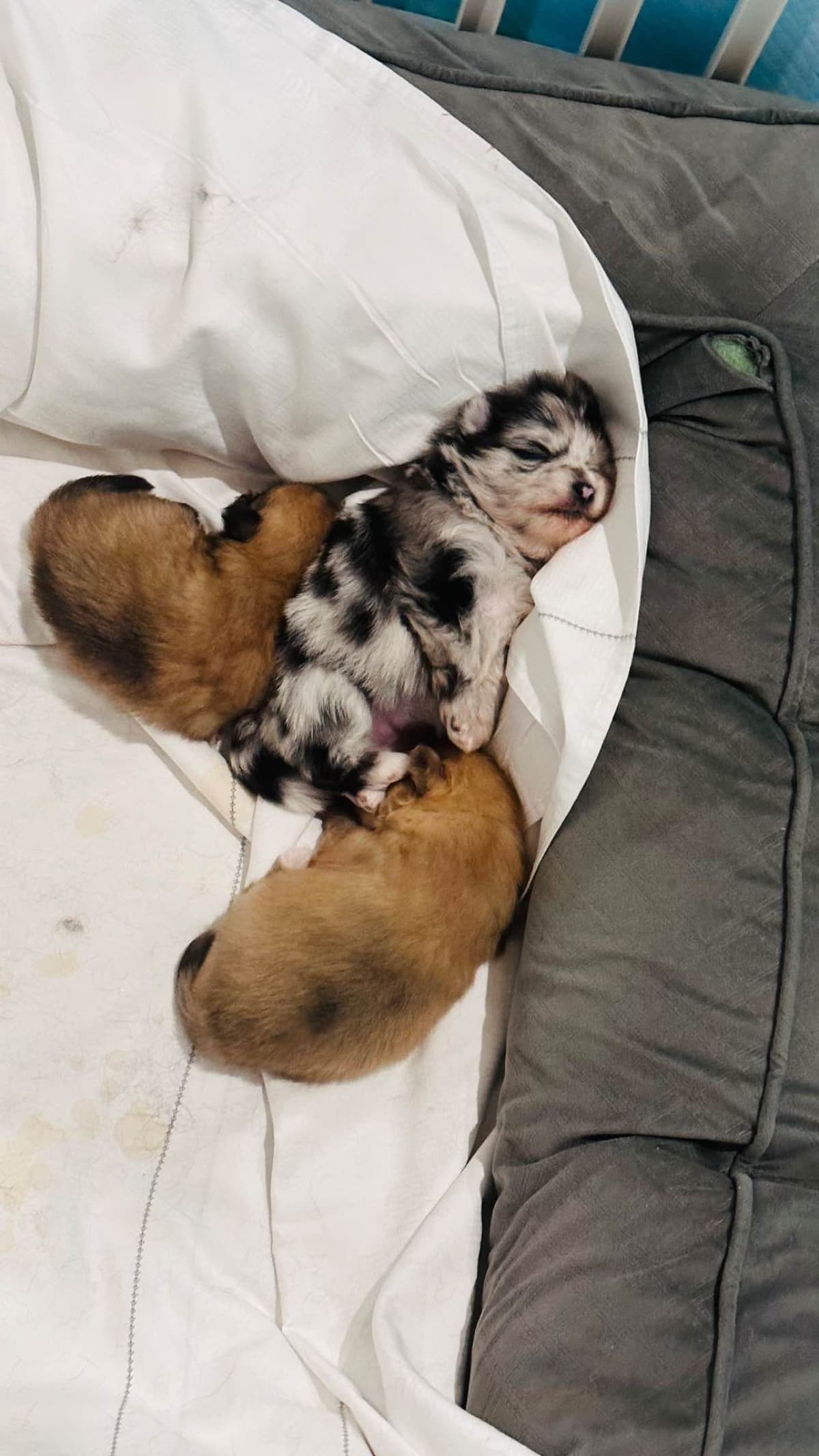 Pomeranian Puppies breeder image 14