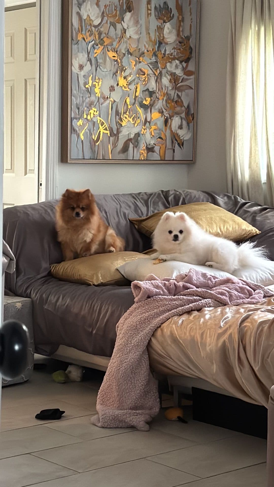 Pomeranian Puppies breeder image 15