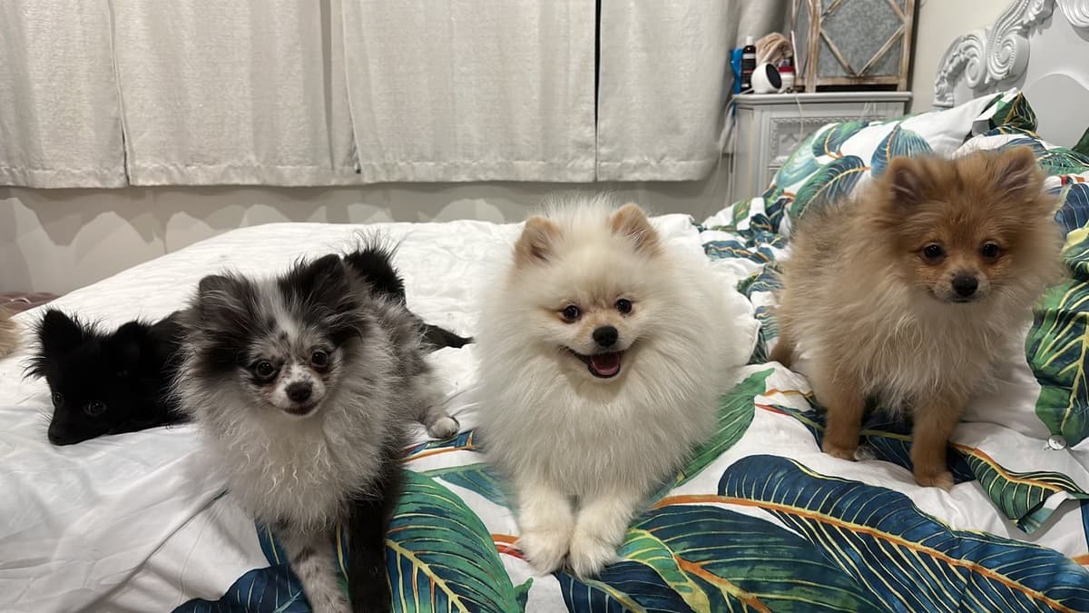 Pomeranian Puppies breeder image 16