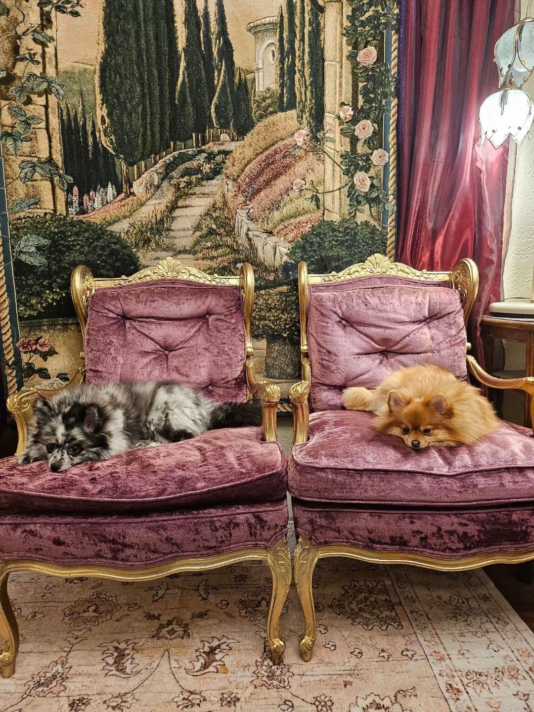 Pomeranian Puppies breeder image 18