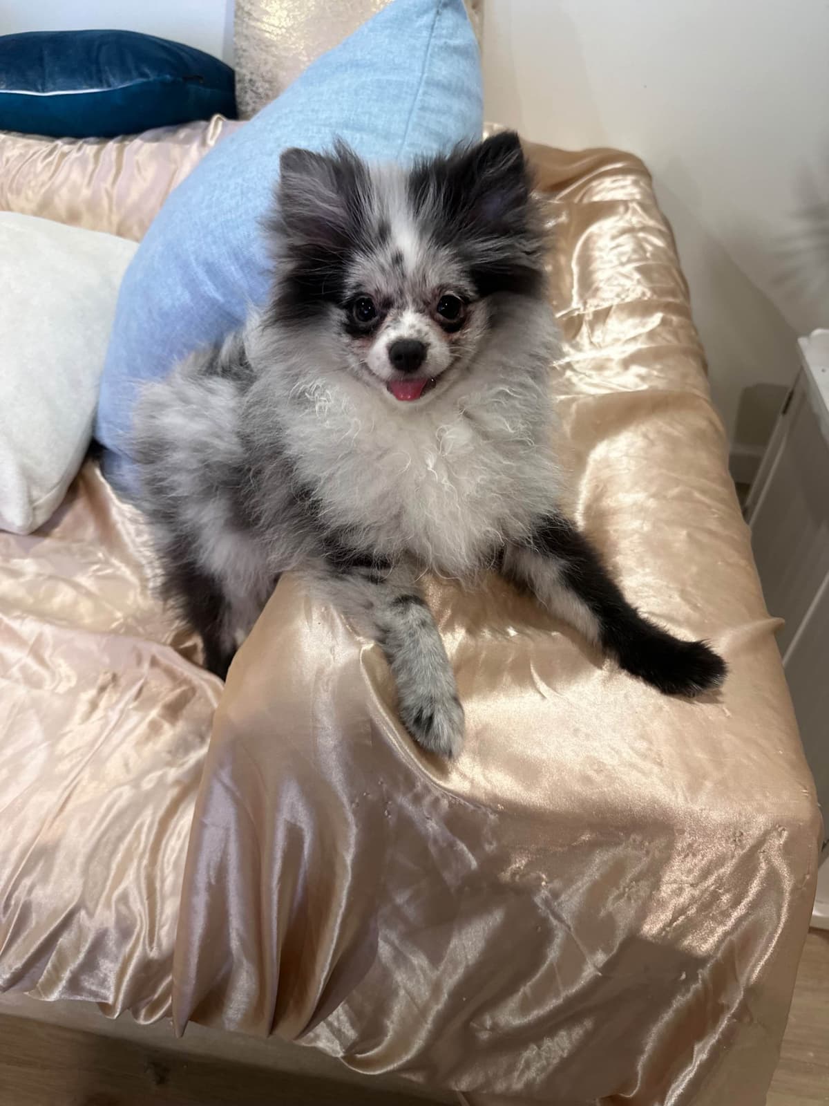 Pomeranian Puppies breeder image 19