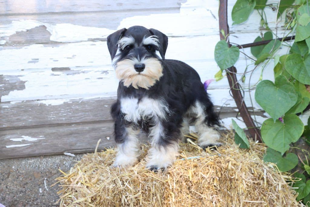 Miniature Schnauzer Puppies breeder image 2