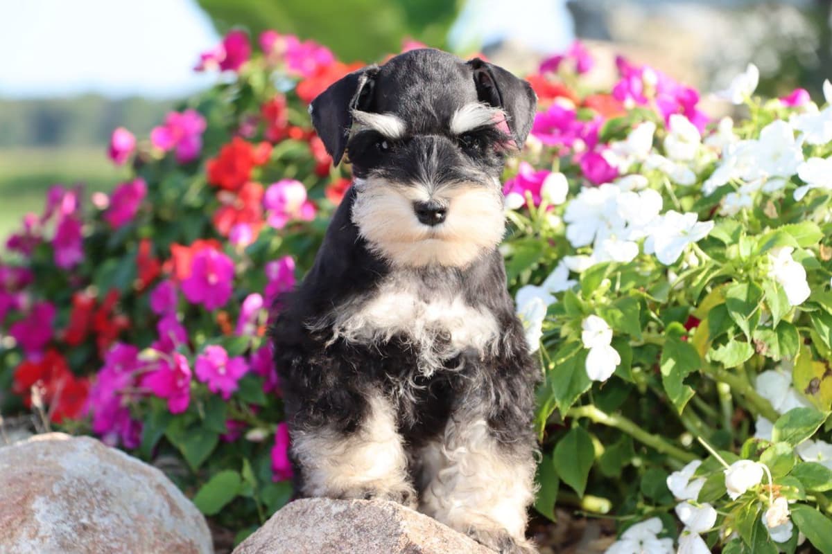 Miniature Schnauzer Puppies breeder image 5