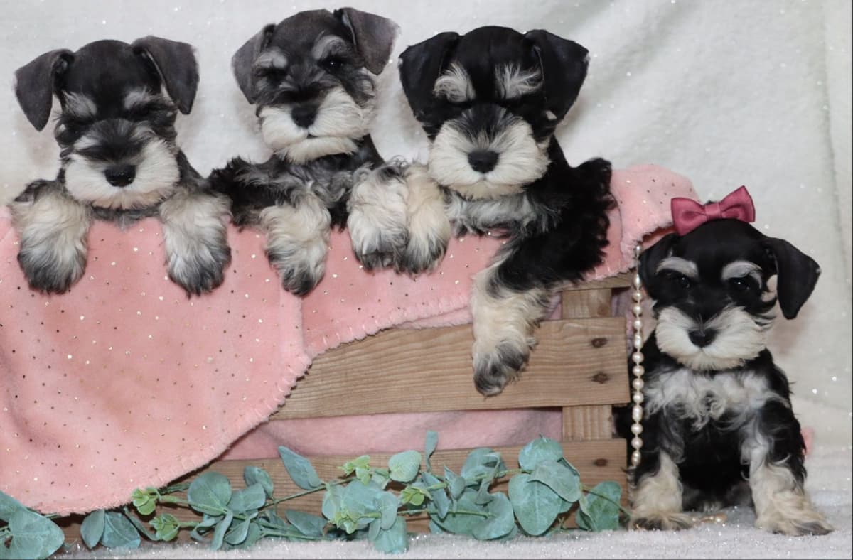 Miniature Schnauzer Puppies breeder image 3