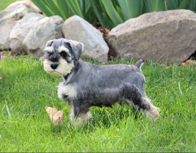 Miniature Schnauzer Puppies breeder image 4