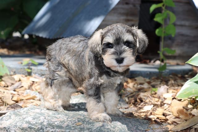 Miniature Schnauzer Puppies media 2