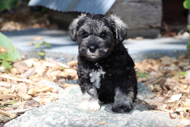 Miniature Schnauzer Puppies media 5