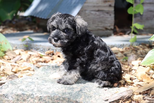 Miniature Schnauzer Puppies media 6