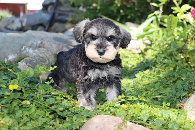 Miniature Schnauzer Puppies media 7