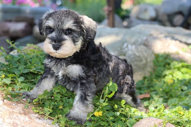 Miniature Schnauzer Puppies media 8
