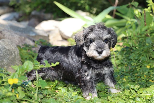 Miniature Schnauzer Puppies media 10