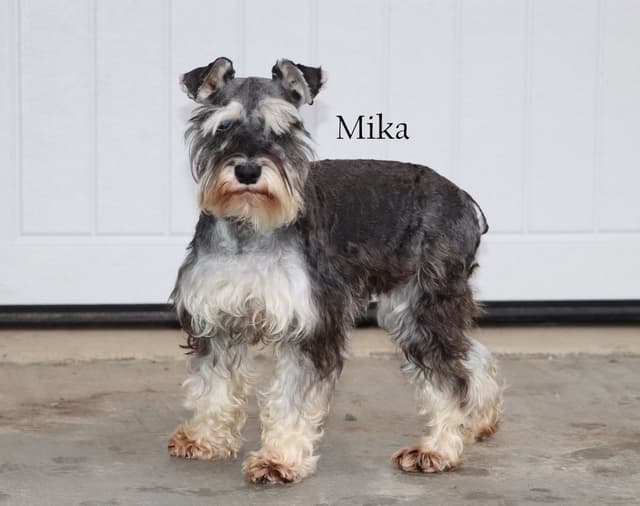 Miniature Schnauzer Puppies media 12