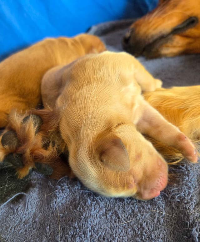 AKC Registered Golden Retriever Puppies media 8