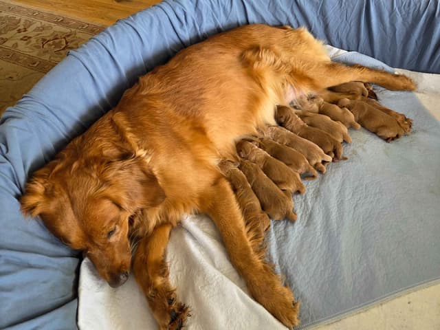 AKC Registered Golden Retriever Puppies media 2