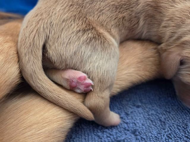 AKC Registered Golden Retriever Puppies media 5