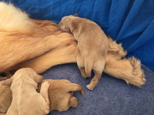 AKC Registered Golden Retriever Puppies media 7