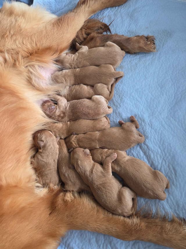 AKC Registered Golden Retriever Puppies media 3