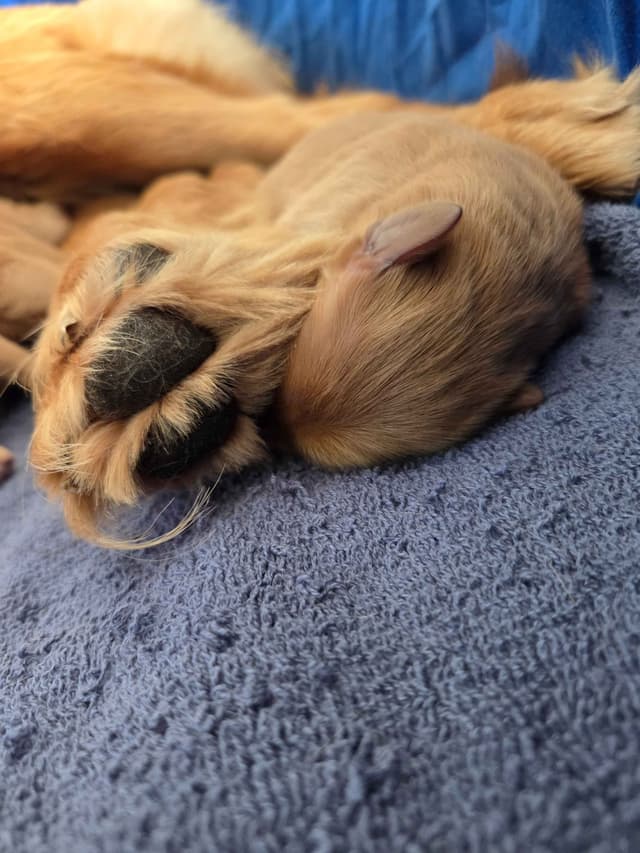 AKC Registered Golden Retriever Puppies media 4