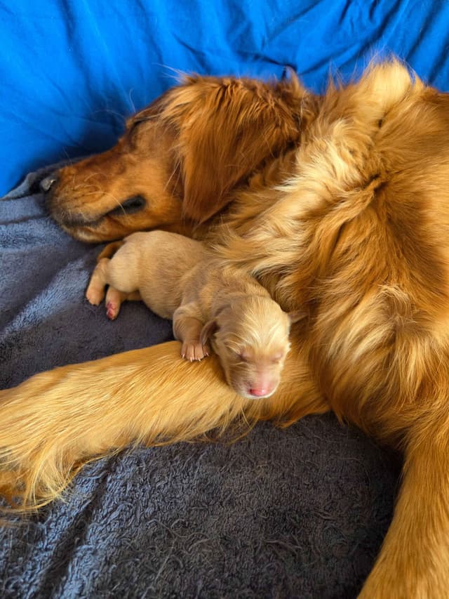 AKC Registered Golden Retriever Puppies media 6
