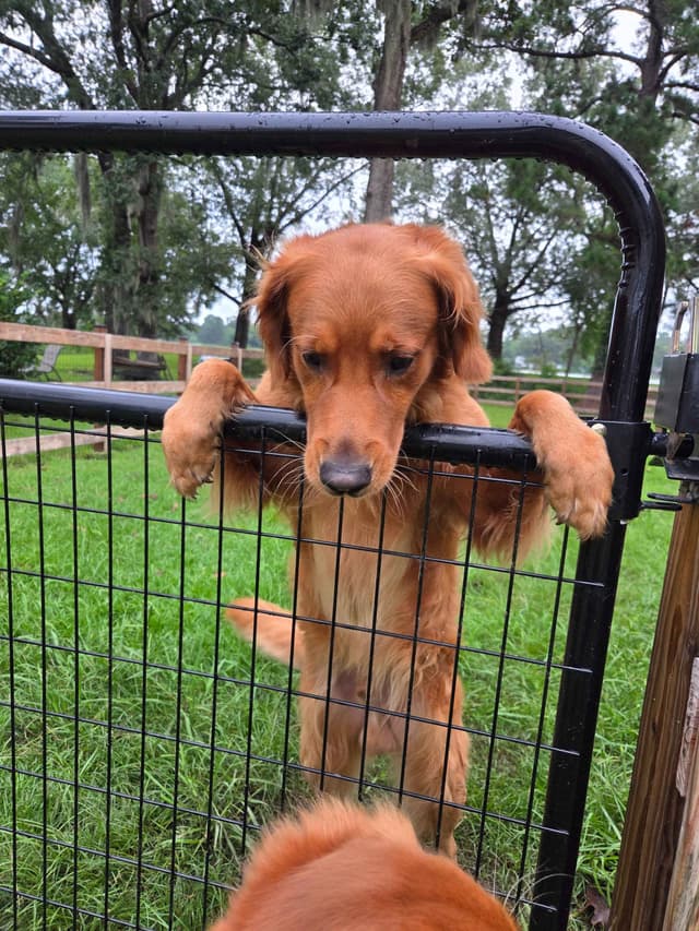 AKC Registered Golden Retriever Puppies media 15
