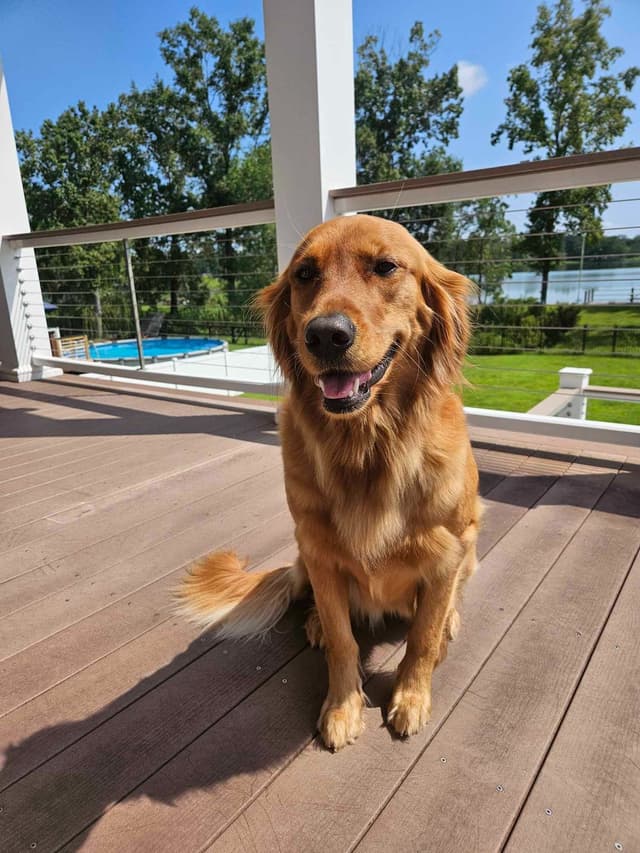 AKC Registered Golden Retriever Puppies media 11