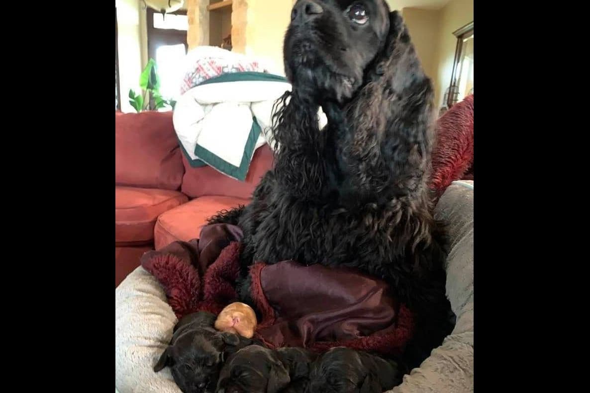 Cocker Spaniel Puppies breeder image 1