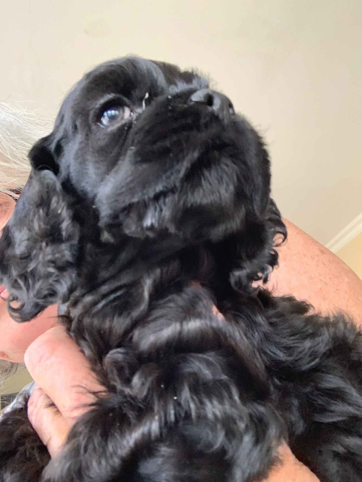 Cocker Spaniel Puppies breeder image 5