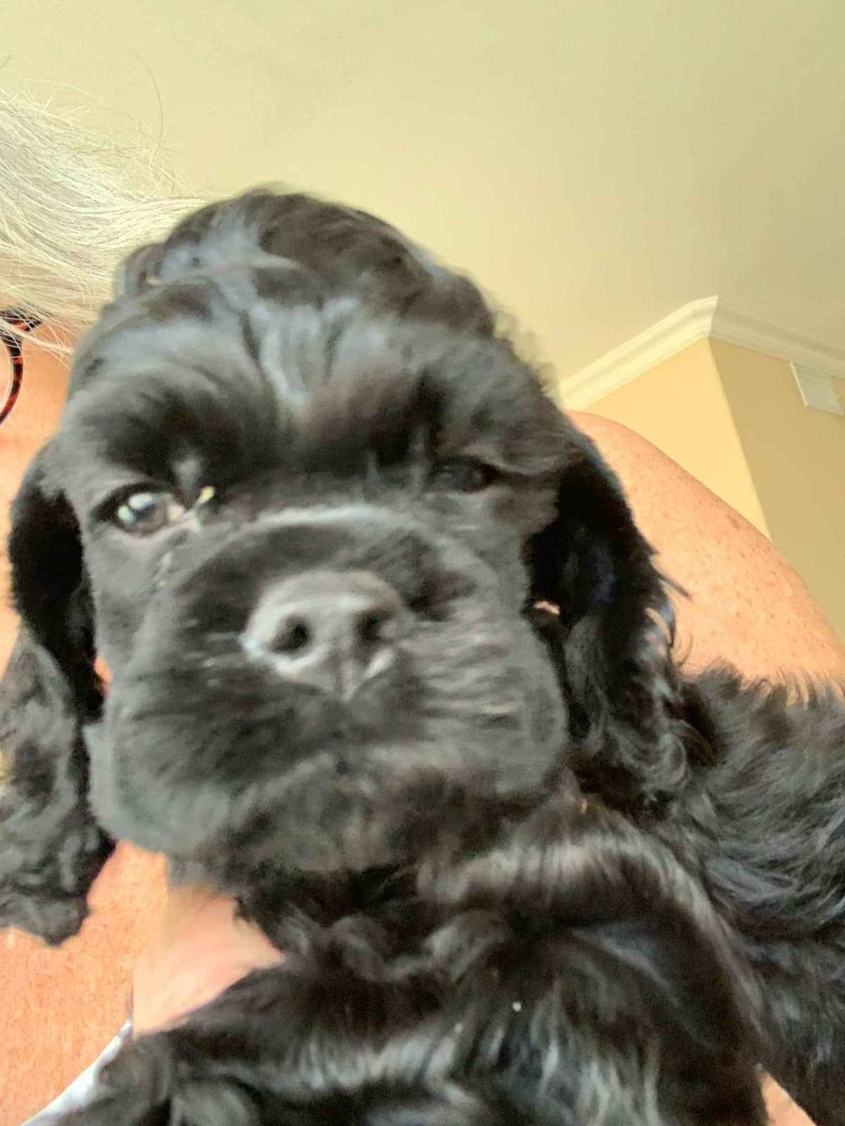Cocker Spaniel Puppies breeder image 7