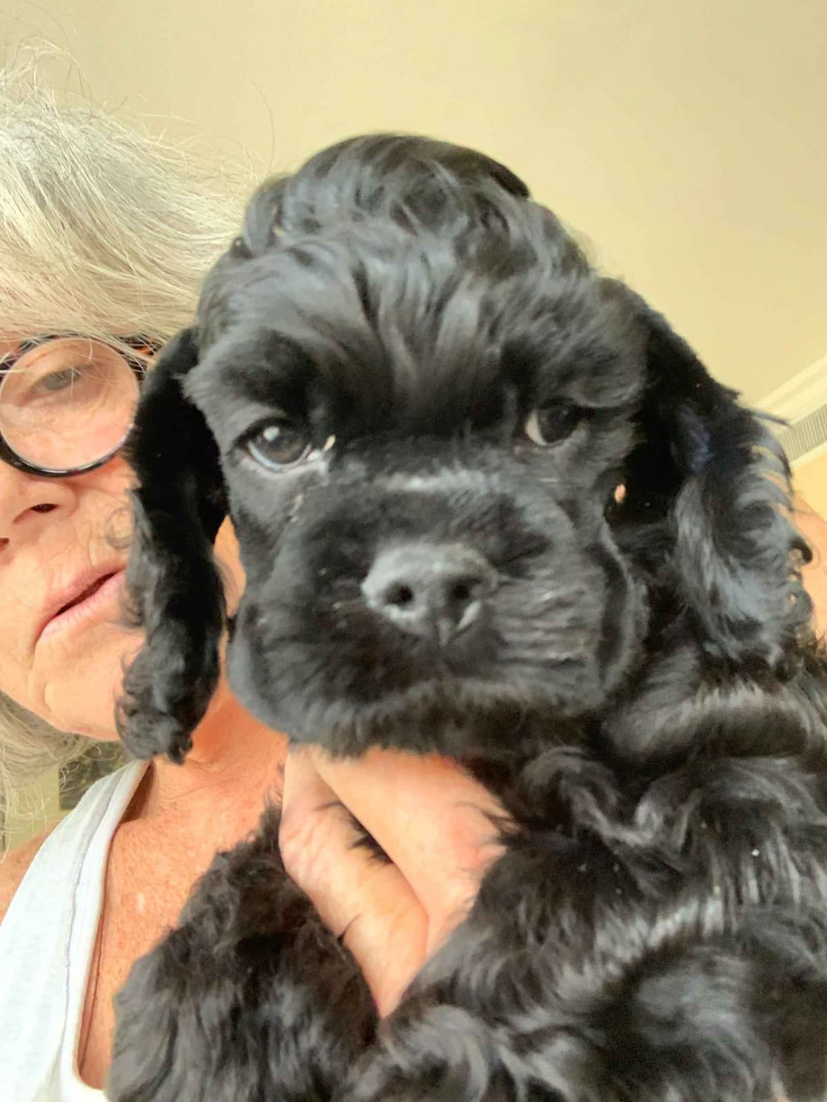 Cocker Spaniel Puppies breeder image 6