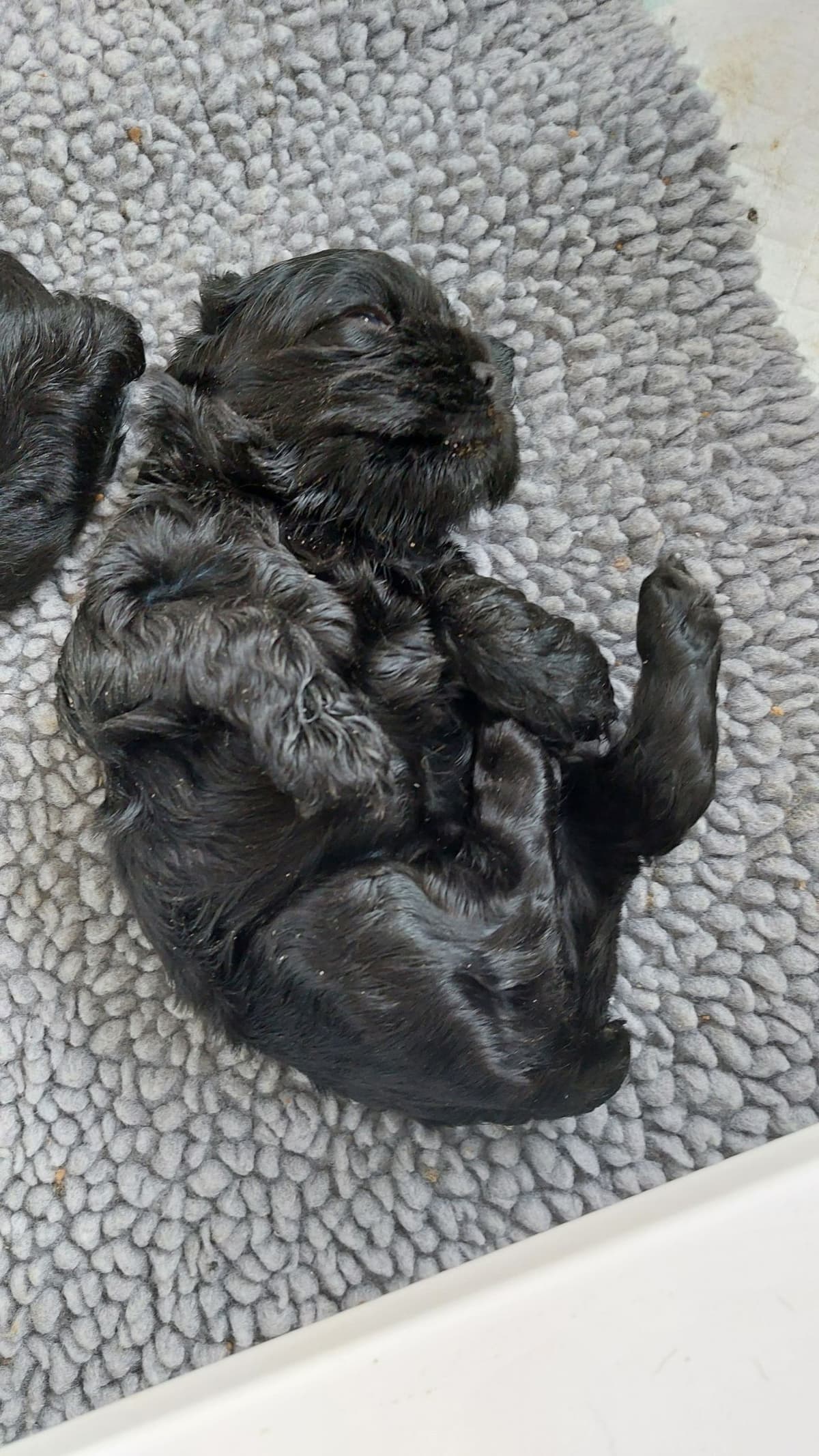 Cocker Spaniel Puppies breeder image 8