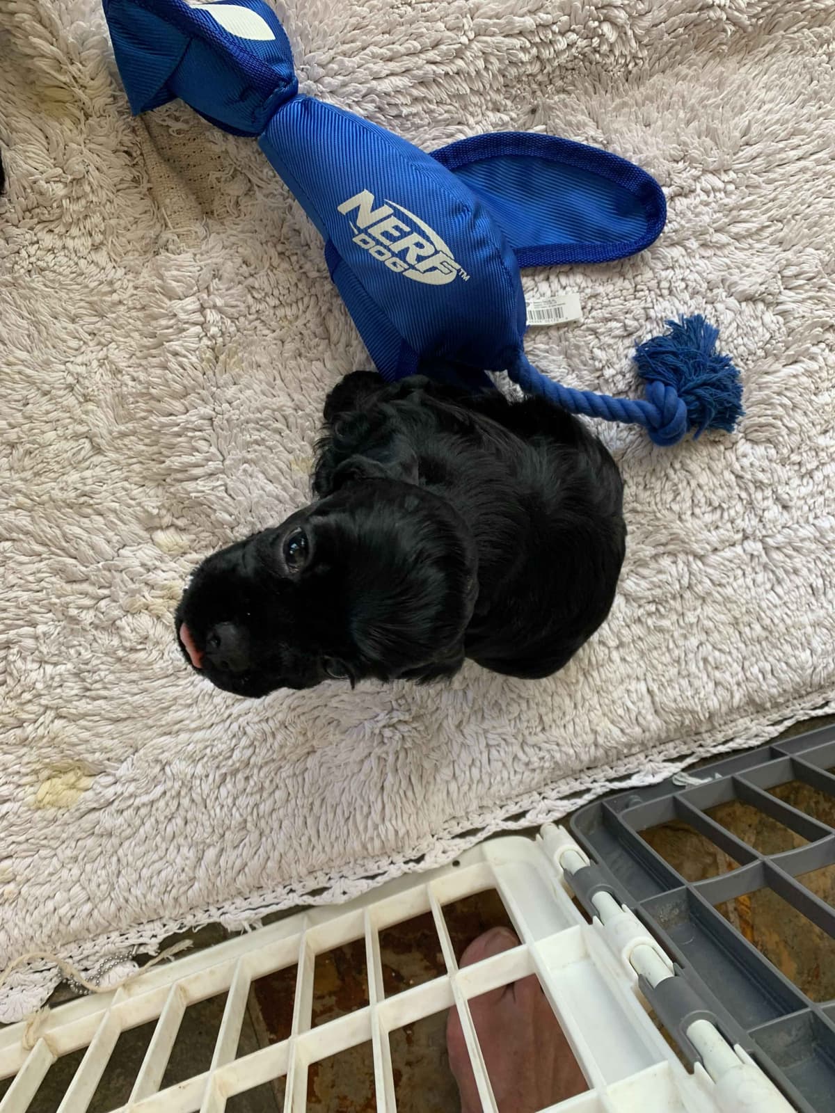 Cocker Spaniel Puppies breeder image 9