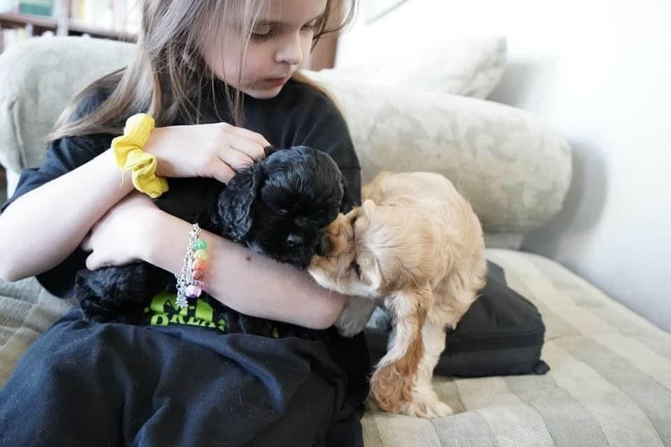 Cocker Spaniel Puppies breeder image 13