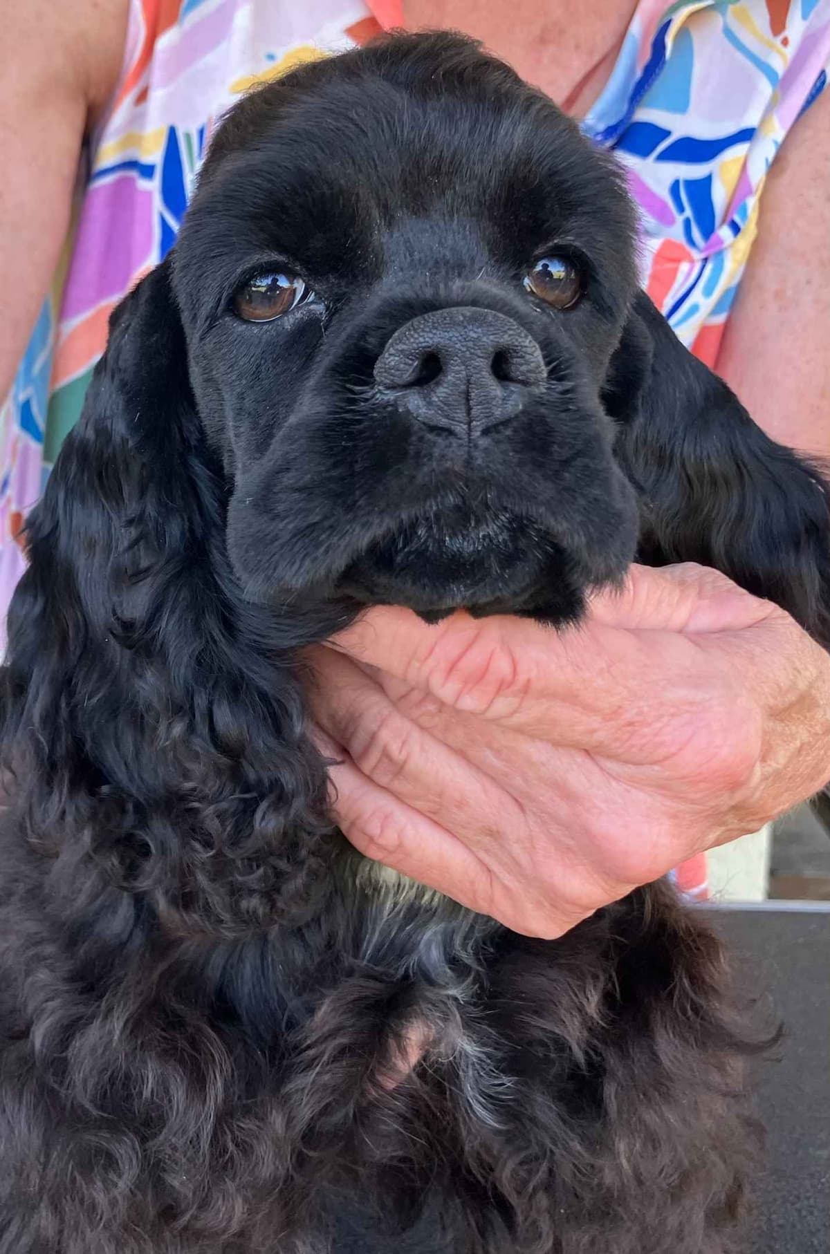 Cocker Spaniel Puppies breeder image 14
