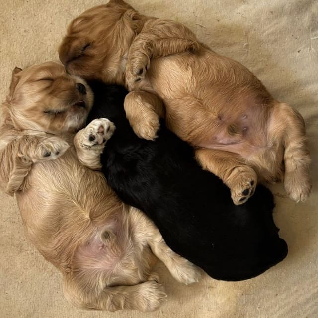 Cocker Spaniel Puppies media 2