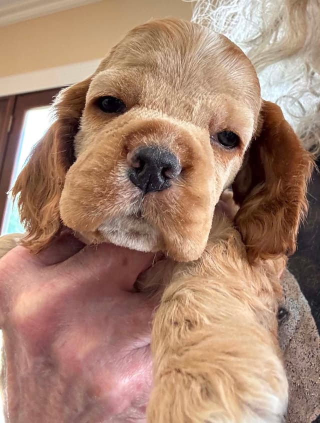 Cocker Spaniel Puppies media 3