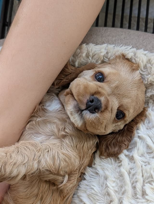 Cocker Spaniel Puppies media 4