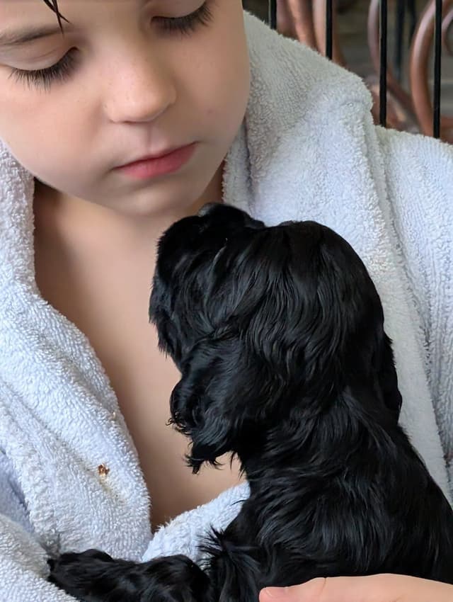 Cocker Spaniel Puppies media 5