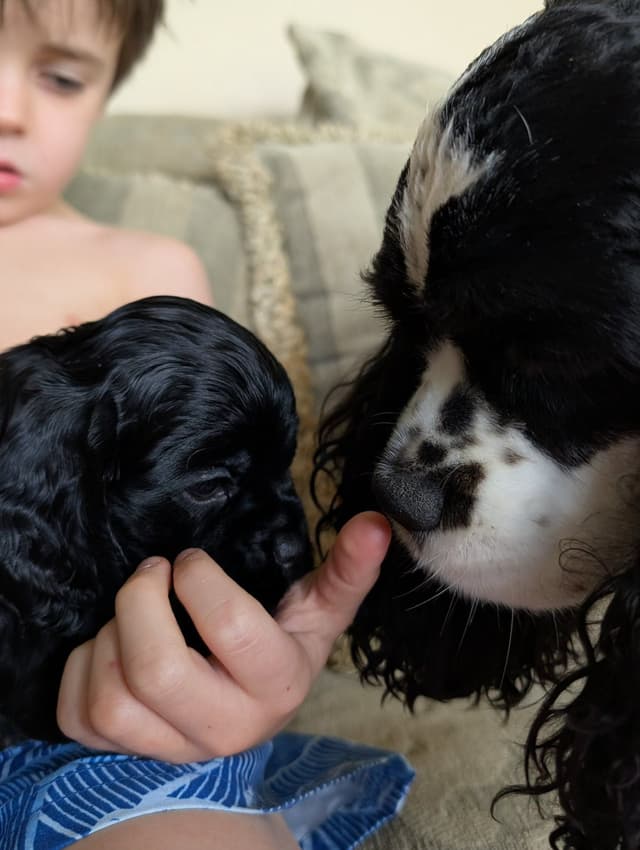 Cocker Spaniel Puppies media 6