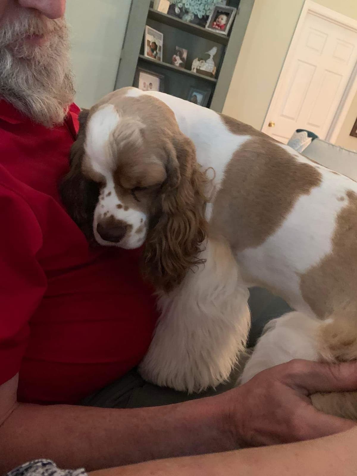 Cocker Spaniel Puppies breeder image 10