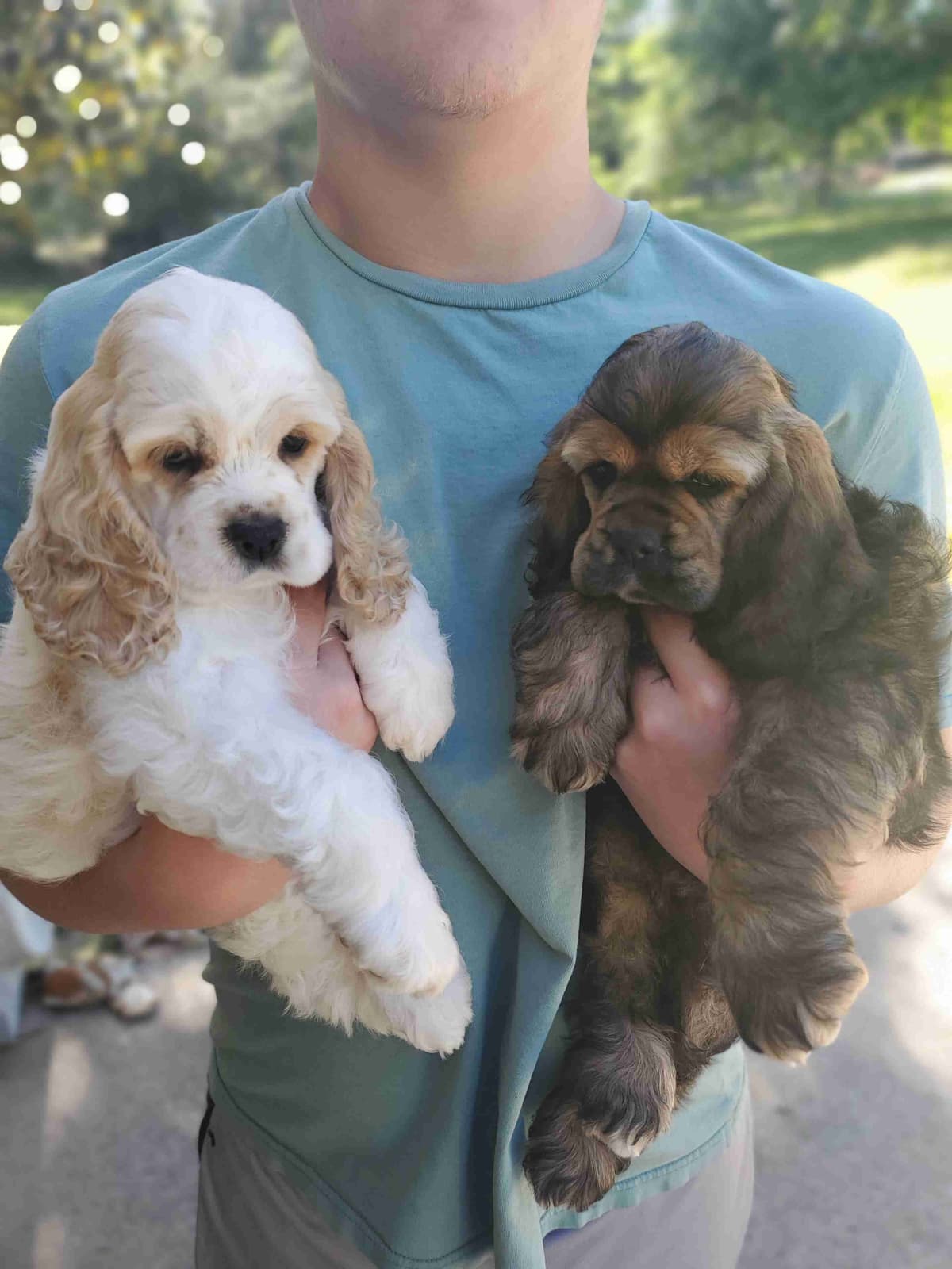 Cocker Spaniel Puppies breeder image 5